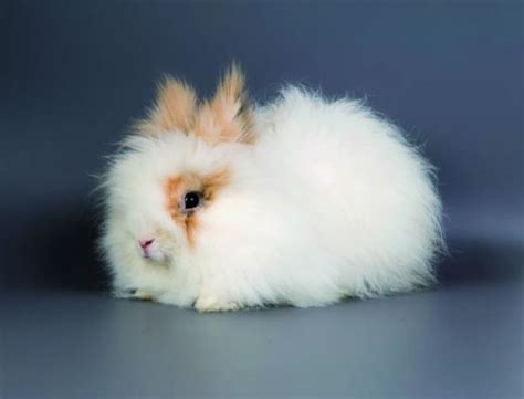 Cuidados Y Caracteristicas Del Conejo Angora Terraviva