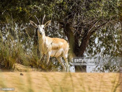 Gazelle Horns Photos and Premium High Res Pictures - Getty Images