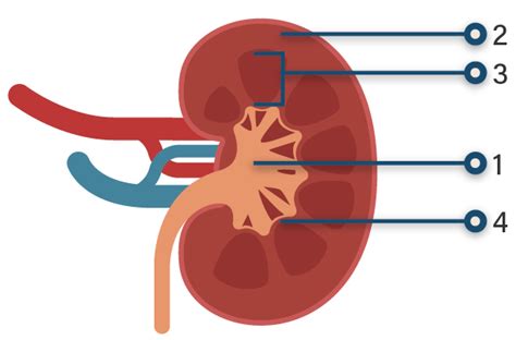 Perhatikan Gambar Struktur Ginjal Berikut Dengan C
