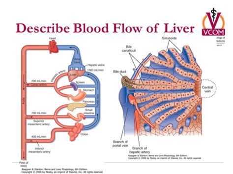 C9 Intro Liver Flashcards Quizlet