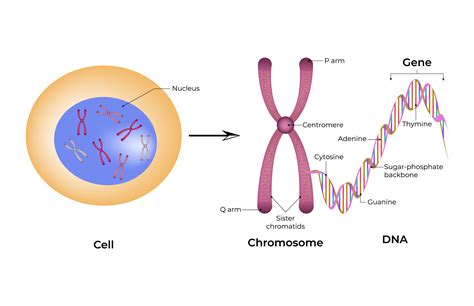 Cellular Biology Structure of a Cell Chr Graphic by AS Ashik · Creative