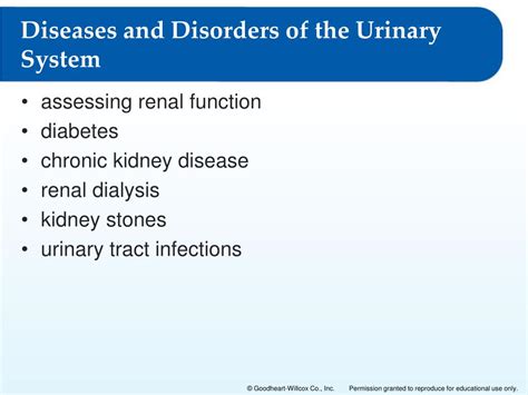 Ppt Urinary System Structures Powerpoint Presentation Free Download