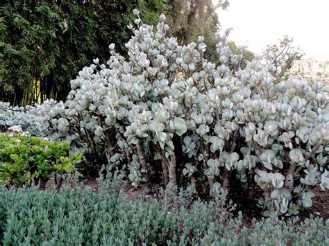 Plantfiles Pictures Crassula Species Silver Jade Silver Dollar Plant Beestebul Chinese Jade