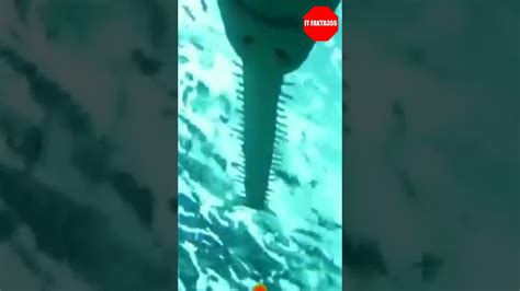 Ikan Gergaji Sawfish Adalah Ikan Yang Terancam Punah Berandayt