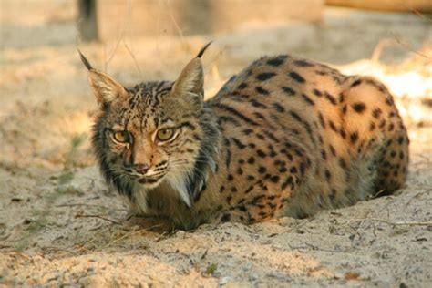 Malcata Ministro Avança Com Plano Para Reintrodução Do Lince Reconquista