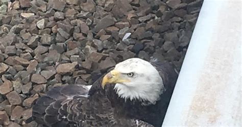 Injured Eagle Rescued From Railroad Tracks Is Euthanized Cbs Baltimore