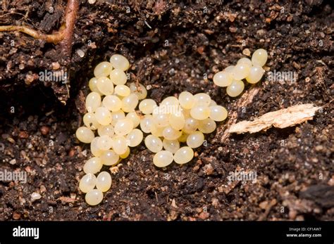 European earwig eggs Stock Photo - Alamy