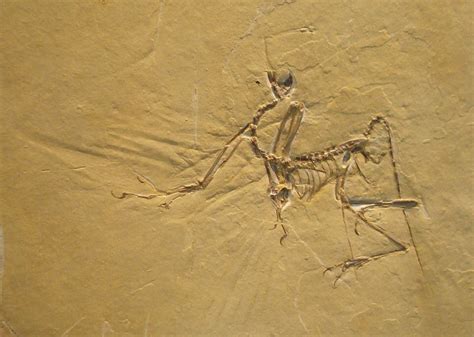 Feathered fossils from China reveal dawn of modern birds