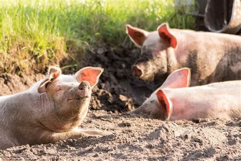 Alimentación Cerdo Suplementos Para Cerdos Dadelos Agrícola