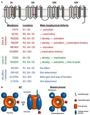 Frontiers A New Cardiac Channelopathy From Clinical Phenotypes To