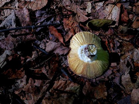 Free Images Tree Nature Forest Leaf Flower Summer Wild Natural