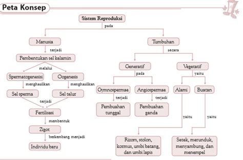 ️ Sistem Reproduksi Manusia Hormon Tumbuhan Proses Ovarium Uterus Fase