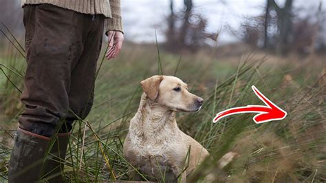 Il comprend que son chien veut lui dire quelque chose jusqu à ce qu il