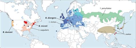 Human Babesiosis Nejm