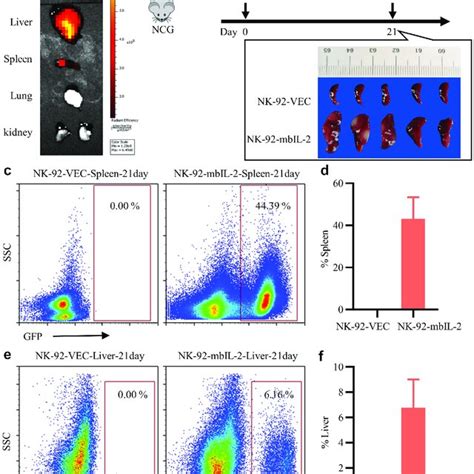 Mbil 2 Supports Nk 92 Cells Long Term Persistence In Vivo A