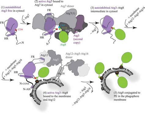 multiple structural rearrangements mediated  high plasticity regions