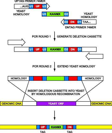 Characterization Of Synthetic Dna Bar Codes In Saccharomyces Cerevisiae