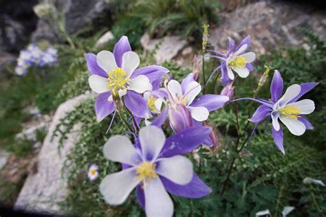 Longs Peak Hiking Guide | REI Co-op Adventure Center