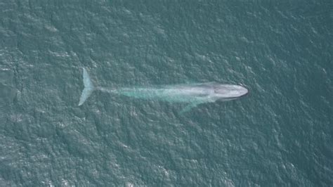 Blue whale's heart rate measured by scientists armed with suction cups | CBC News