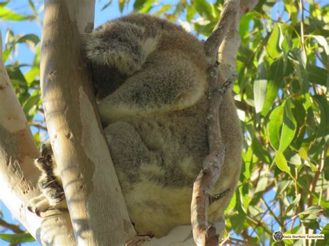 Koala Anatomy – the KOALA