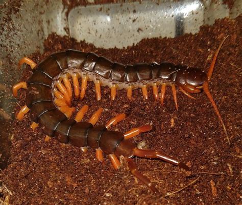 Vietnamese Orange Legs Centipede - Oklahoma Zoo Safari USA