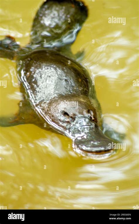 Platypus Spur Hi Res Stock Photography And Images Alamy