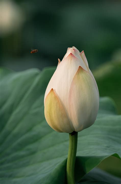 Closeup of a Lotus Bud · Free Stock Photo