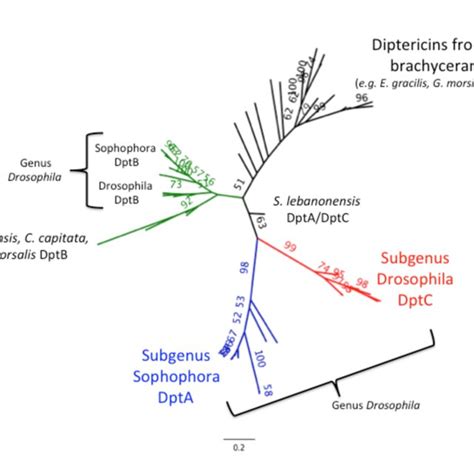 The Subgenus Drosophila Encodes A Distinct Diptericin Maximum