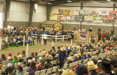 Mid-Ohio Carriage Draft Horse and Pony Auction Mt Hope - Photography by ...