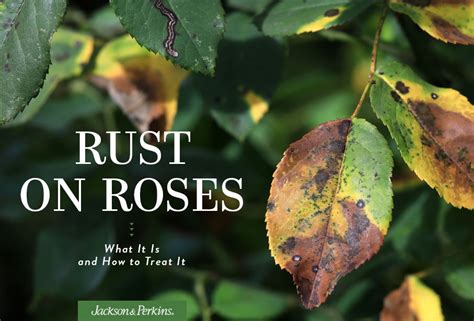 Rust On Roses Jackson Perkins