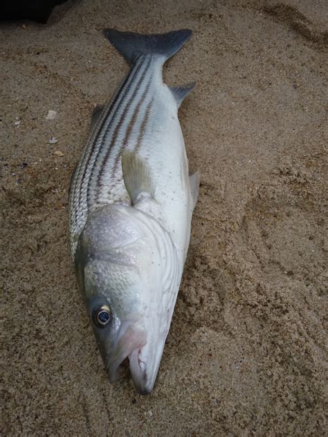 Striped bass Fishing Report - October 22, 2019 | FISHTRACK.COM