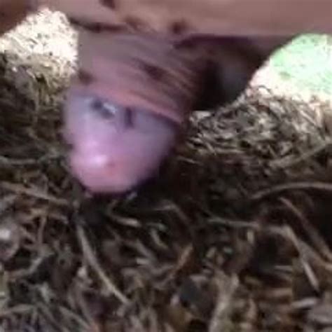 Ants BDSM Free Man BDSM Gay Porn Video E0 XHamster XHamster