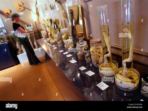 Specimens The Icelandic Phallological Museum Husavik Iceland Stock