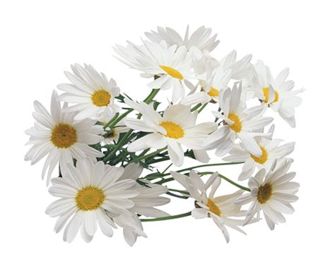 Chamomile Png Transparent Background Images