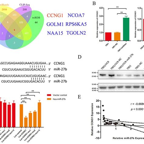 CCNG1 Is A Target Gene Of MiR 27b A The Target Genes Of MiR 27b Were