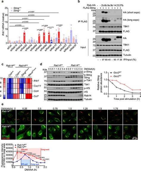 Nature子刊文献解读揭示不依赖配体的STING信号激活 生物器材网