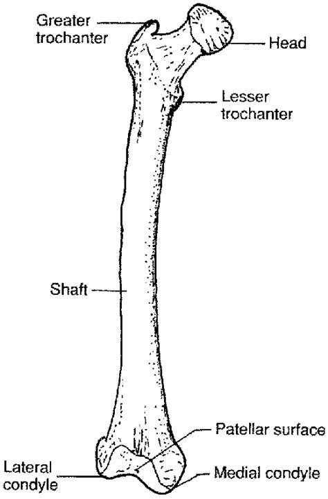 Femur - My Skehliton