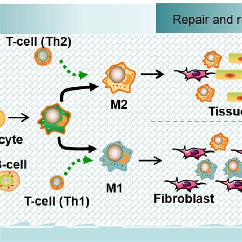 Temporal Sequence Of Immune Reactions To Biomaterials The Main Cells