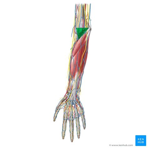 Floor Of Cubital Fossa Muscles | Viewfloor.co