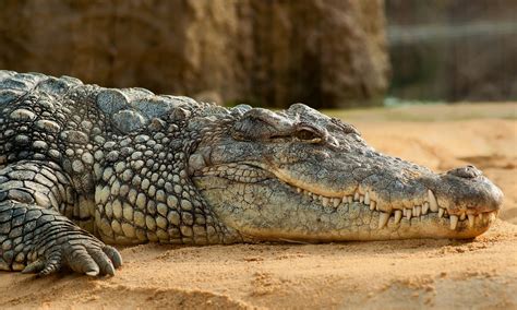 Crocodilo Gigante Pode Ter Matado Mais De Pessoas Na Frica Oriental