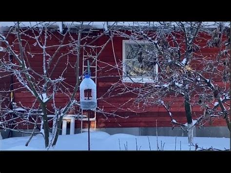 Семечек в кормушке килограмм - YouTube