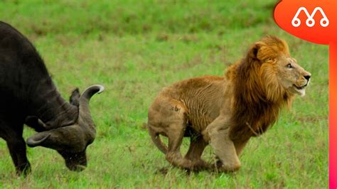 Top 94 imagen búfalos atacando leones Abzlocal mx