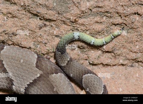 Broad Banded Copperhead Snake Hi Res Stock Photography And Images Alamy