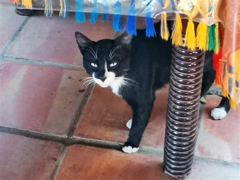 Día Internacional del Gato Mazatlán Interactivo