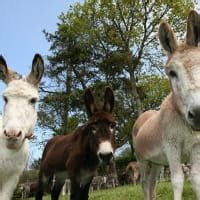 The Donkey Sanctuary Manchester, Manchester | Animal Welfare Societies ...