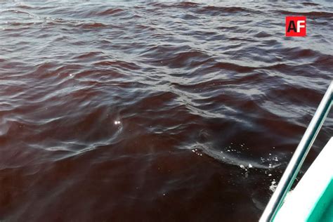 Detectan Marea Roja T Xica En Manzanillo Alertan Por Consumo De