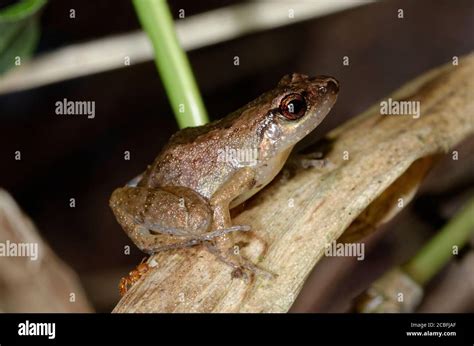 How To Care For African Dwarf Frogs Cuteness Atelier Yuwaciaojp