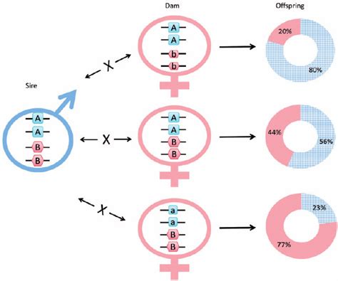 The combination of parental ‘SD allele sets’ have a profound effect on ...