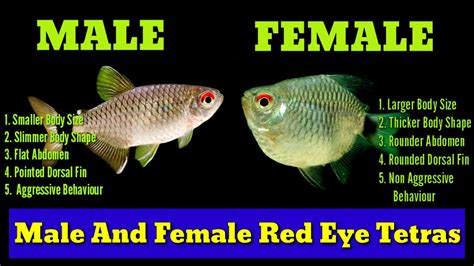 5 Way To Identify Male And Female Red Eye Tetra Red Eye Tetra Male And Female Youtube