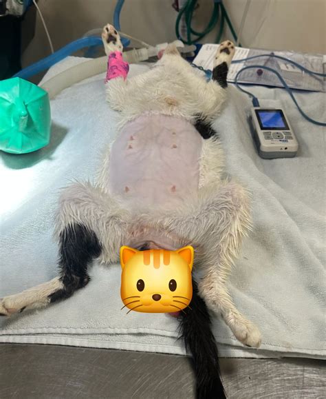 Harmony Vet Care | Tampa FL